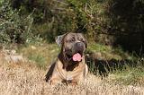 CANE CORSO 079
